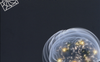 L'io come cervello