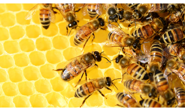 L'apicoltura nelle Georgiche: le api tra mito e romanità