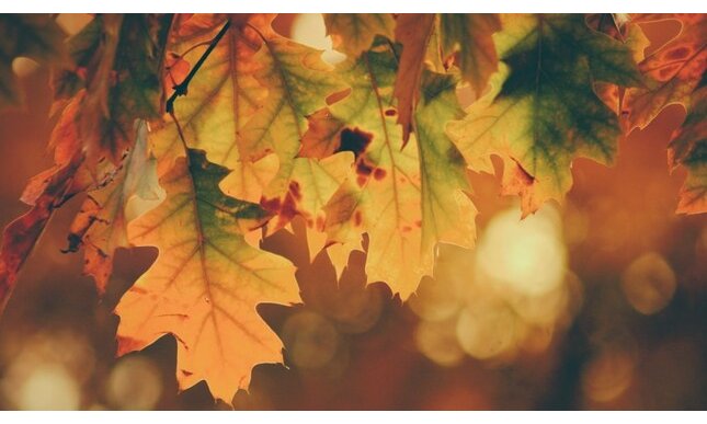 Migliori frasi sull'autunno: aforismi più belli sulla stagione 