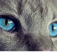 Giornata Nazionale del Gatto: 5 libri sugli amici felini da non perdere