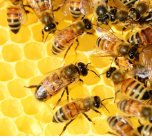 L'apicoltura nelle Georgiche: le api tra mito e romanità