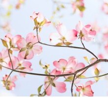 Migliori frasi sulla primavera: gli aforismi più belli sulla stagione