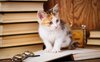 March Meowness: invia in biblioteca la foto di un gatto e sarai perdonato
