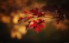 “Autunno” di Salvatore Quasimodo: testo e analisi della poesia