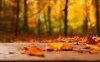 “Autunno” di Umberto Saba: la poesia che prefigura la crisi