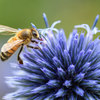 Ode all'ape di Pablo Neruda: analisi della poesia in occasione della Giornata mondiale delle api