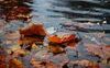 La pioggia d'autunno in poesia: da D'Annunzio a Montale