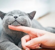 World cat day: 5 libri per festeggiare l'amico felino
