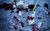 Fiori per i Bastardi di Pizzofalcone
