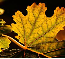 “Le foglie morte”: la poesia di Jacques Prévert sulla potenza del ricordo