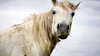 A caval donato non si guarda in bocca: che significa e perché si dice?