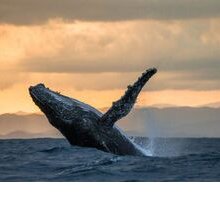 Moby Dick: la storia vera della balena che ispirò Herman Melville
