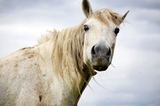 A caval donato non si guarda in bocca: che significa e perché si dice?