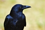 Sparita Merlina, il corvo della Torre di Londra: ecco la leggenda per cui sarebbe cattivo auspicio