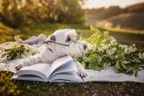 Scrittori e scrittrici che amavano i cani (e le loro storie)