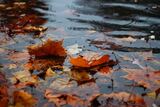 La pioggia d'autunno in poesia: da D'Annunzio a Montale