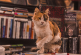 Scrittori e scrittrici con gatti: ecco chi amava (e ama) i felini