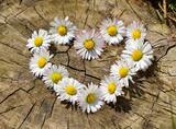 Fiori e piante nella lingua dell'amore, da Cavalcanti a De André