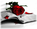 Libri per San Valentino: i migliori libri d'amore 2012