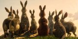 La collina dei conigli su Netflix: cast e quando esce