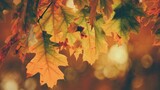 Migliori frasi sull'autunno: aforismi più belli sulla stagione 