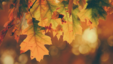 Si sta come d'autunno sugli alberi le foglie: analisi e parafrasi di “Soldati” di Ungaretti