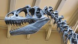 I 10 dinosauri più amati dai bambini: caratteristiche, nomi e curiosità