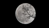 Ciàula scopre la luna: riassunto e commento della novella di Pirandello