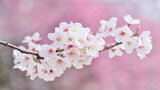 “Caro marzo” di Emily Dickinson: testo e analisi della poesia