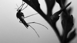 A una zanzara: testo e commento della poesia di Gian Francesco Maia Materdona