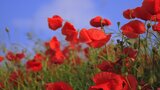 “25 aprile”: l'omaggio dello scrittore-partigiano Italo Calvino