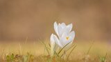 “È dolce primavera”: l'inno alla primavera di Virgilio contenuto nelle Georgiche
