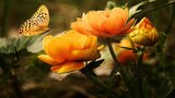 “Maggiolata”: il mese di maggio tra luci e ombre nella poesia di Giosuè Carducci