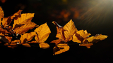 “Ottobre”: la poesia di vita di Robert Frost