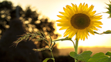 “Il mio sguardo è nitido come un girasole”: la poesia pura di Fernando Pessoa