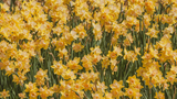 “Narcisi” (Daffodils): testo, traduzione e analisi della poesia di Wordsworth