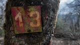 Cos'è la triscaidecafobia, la paura irrazionale del numero 13