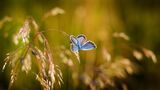 La farfalla che abita l'anima: una storia di metamorfosi dietro il termine psiche